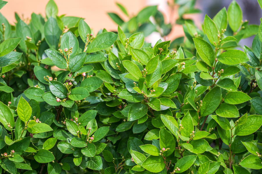 Green bushes with young leaves in the sunset. Background springtime image.