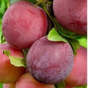 десертная2 десертная2