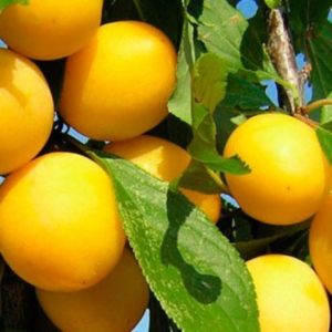 золотая капля3