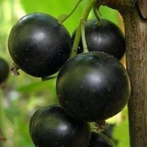ядреная5